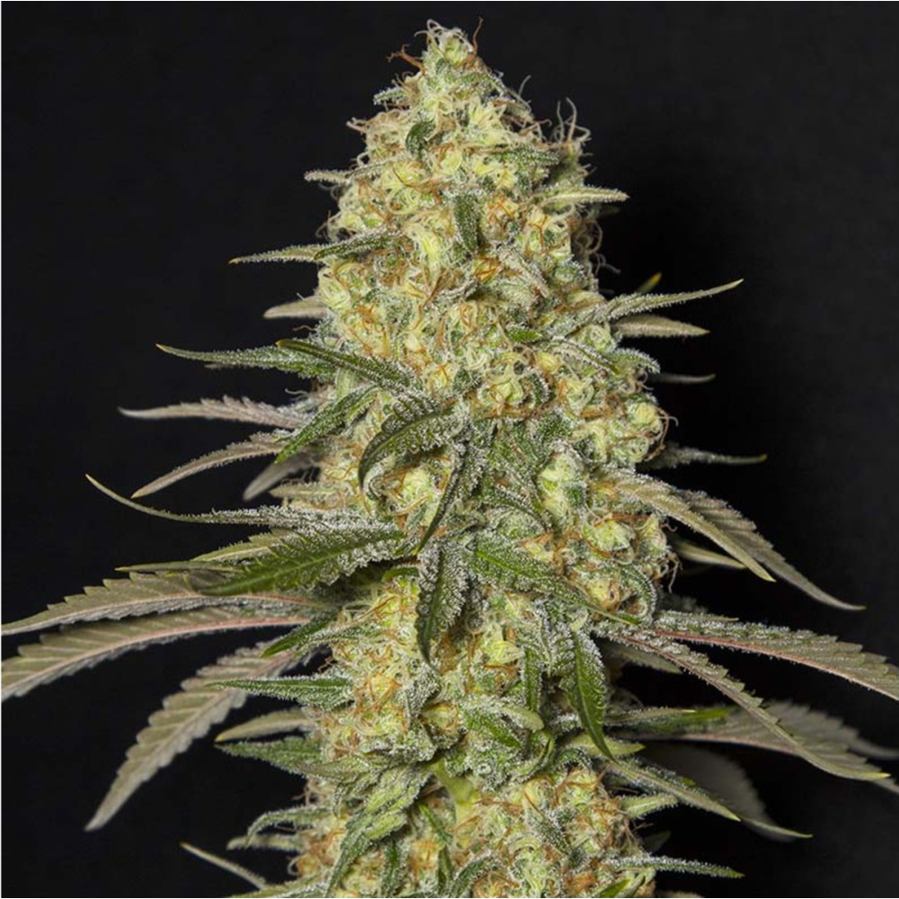 EVA Seeds Black Dream Feminisierte Hanfsamen