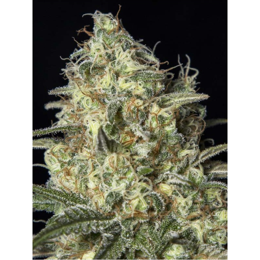 EVA Seeds Black Dream Feminisierte Hanfsamen