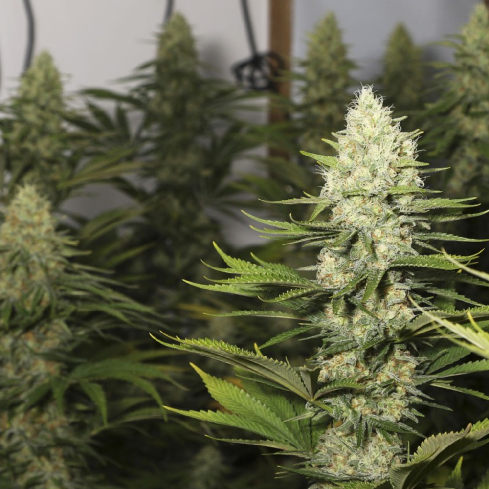 EVA Seeds Black Dream Feminisierte Hanfsamen