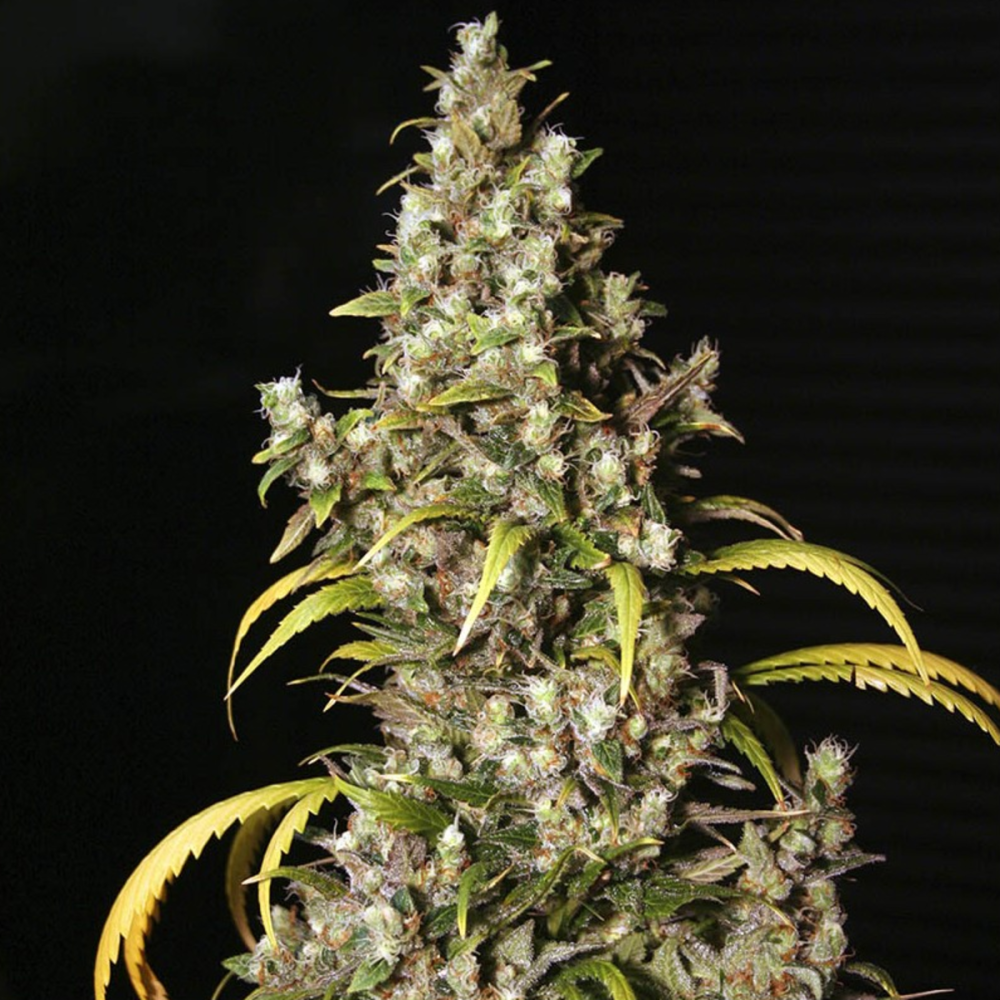 EVA Seeds Monster Feminisierte Hanfsamen