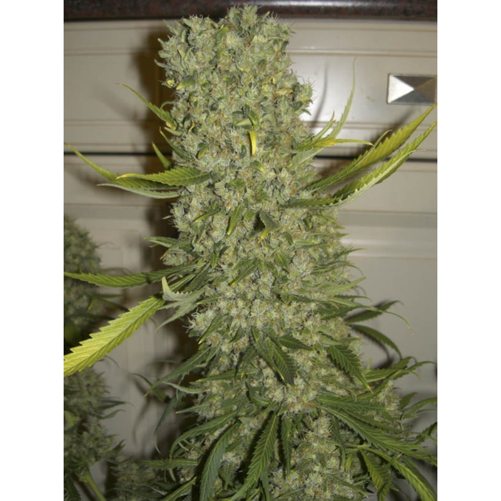 EVA Seeds Monster Feminisierte Hanfsamen