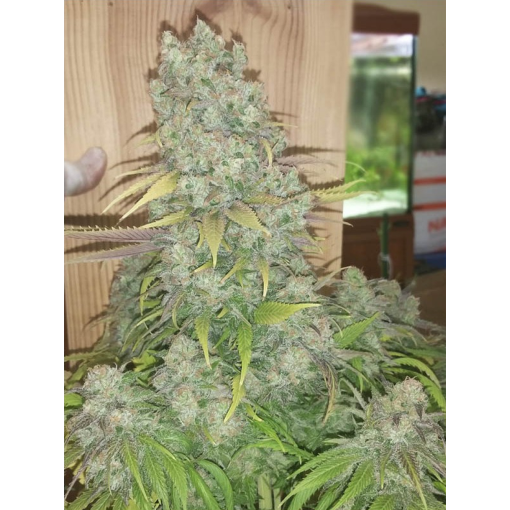 EVA Seeds Monster Feminisierte Hanfsamen
