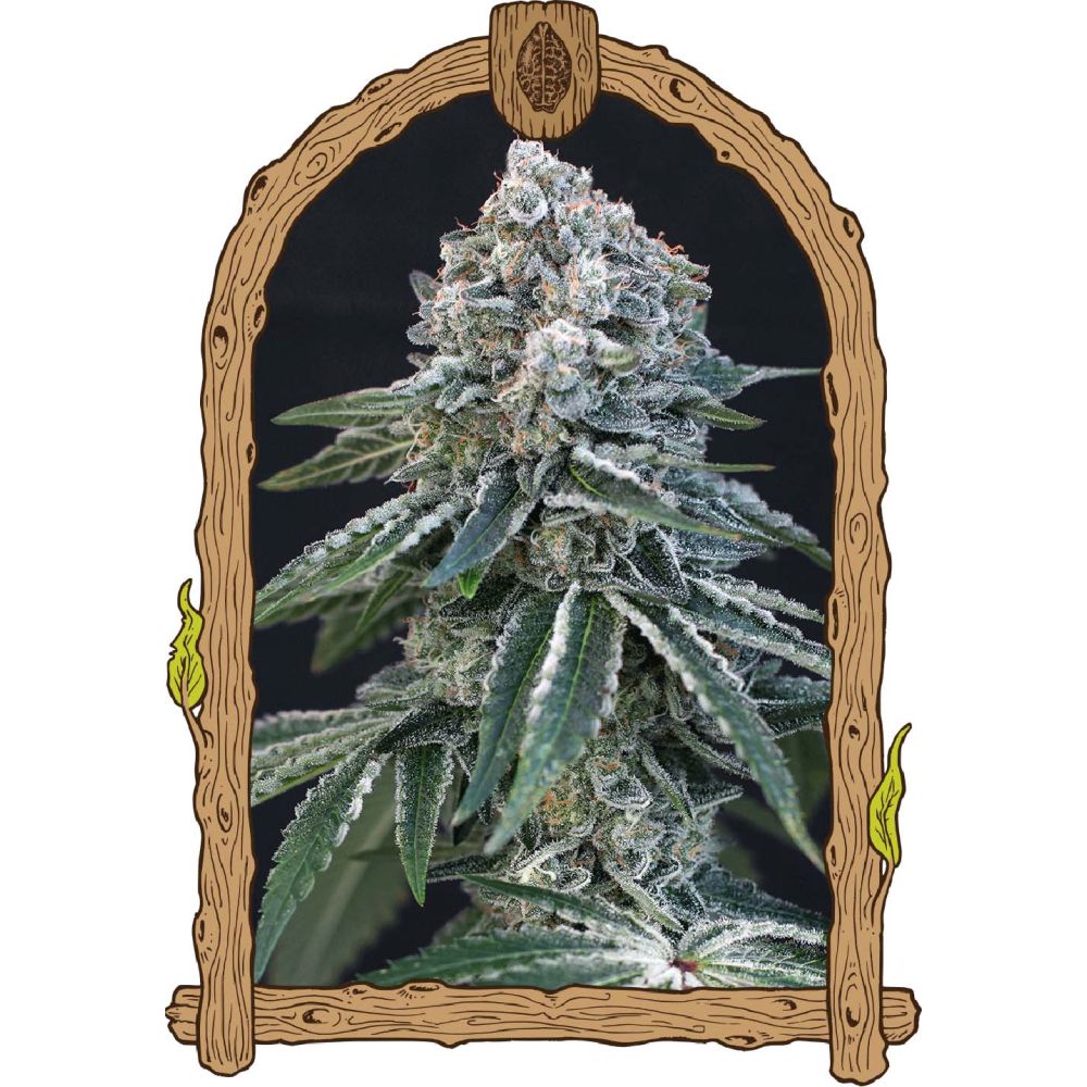 Exotic Seeds Death Roll Feminisierte Hanfsamen Blüte