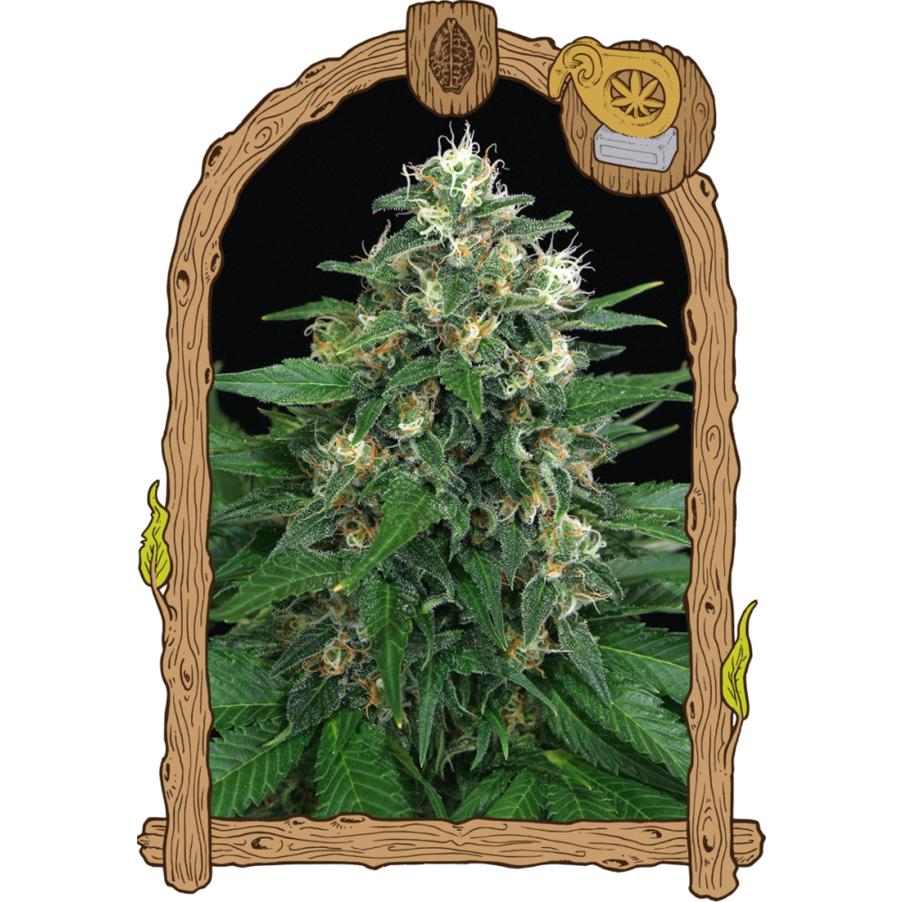 Exotic Seeds Exotic Thai Feminisierte Hanfsamen