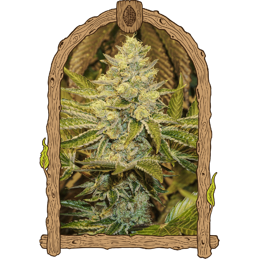 Exotic Seeds Exotic Animal Feminisierte Hanfsamen