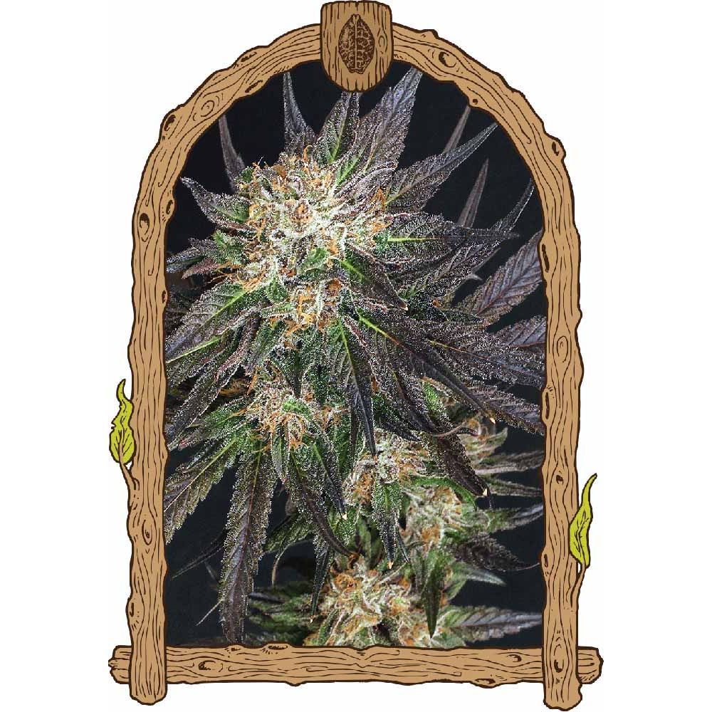 Exotic Seeds Georgia Cream Feminisierte Hanfsamen Blüte