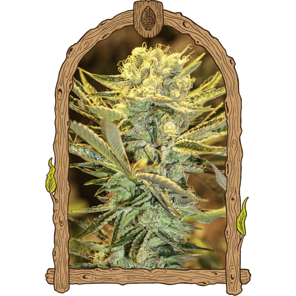 Exotic Seeds Hippieberry Feminisierte Hanfsamen