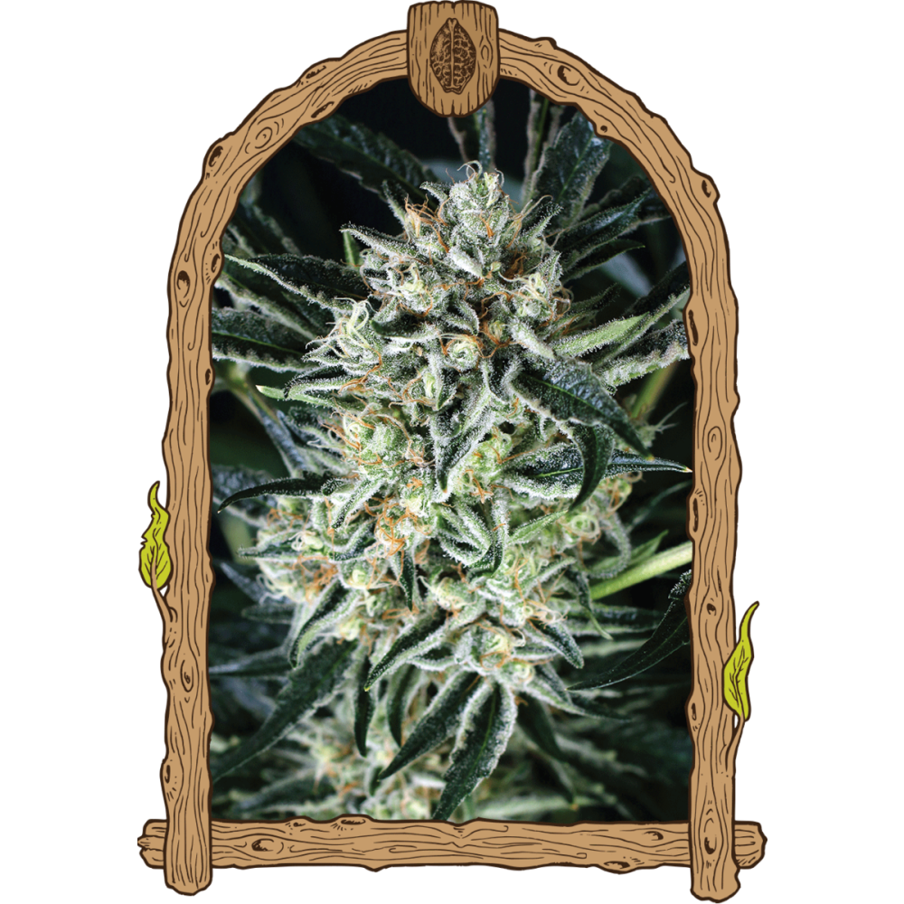 Exotic Seeds Jelly Bananen Feminisierte Hanfsamen