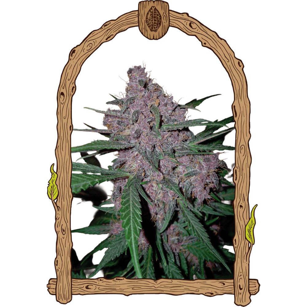 Exotic Seeds Penkiller Exclusive Feminisierte Hanfsamen Blüte
