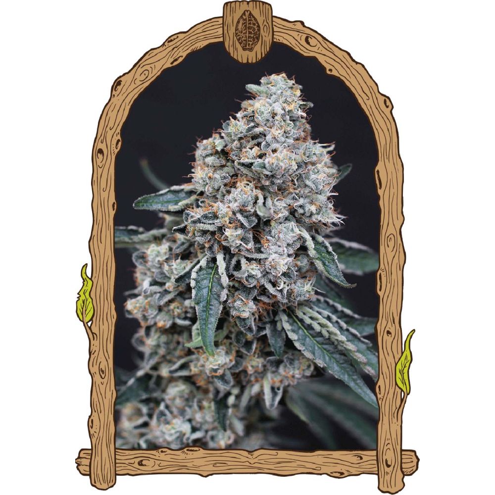 Exotic Seeds Quick Wash Feminisierte Hanfsamen Blüte