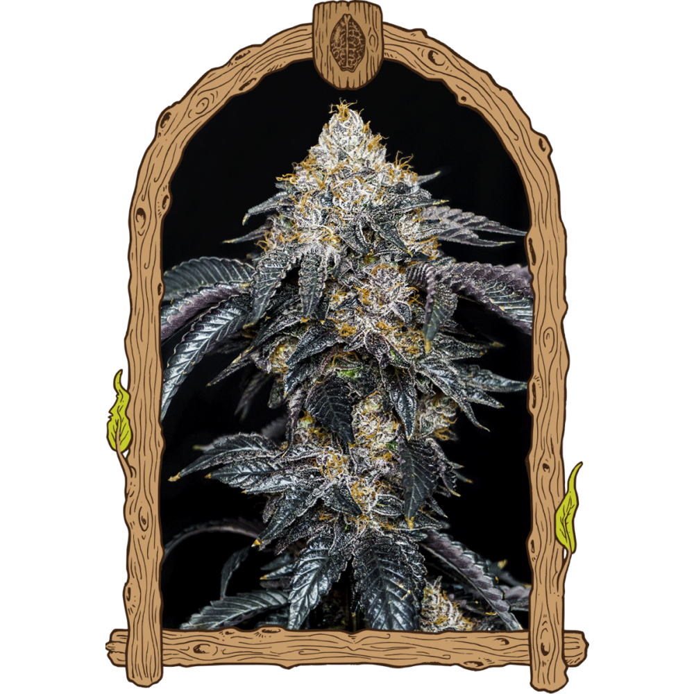 Exotic Seeds Quicklato Sherbet Feminisierte Hanfsamen