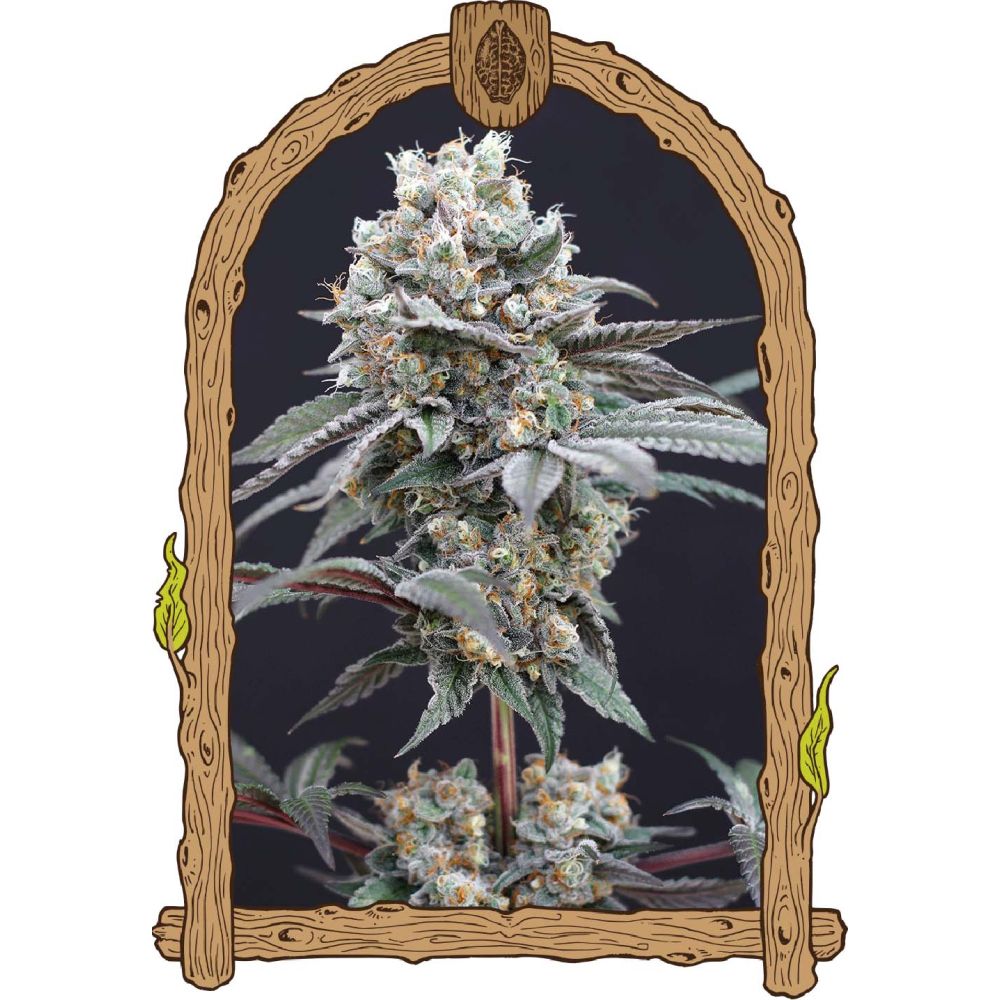 Exotic Seeds The Clash Feminisierte Hanfsamen Blüte
