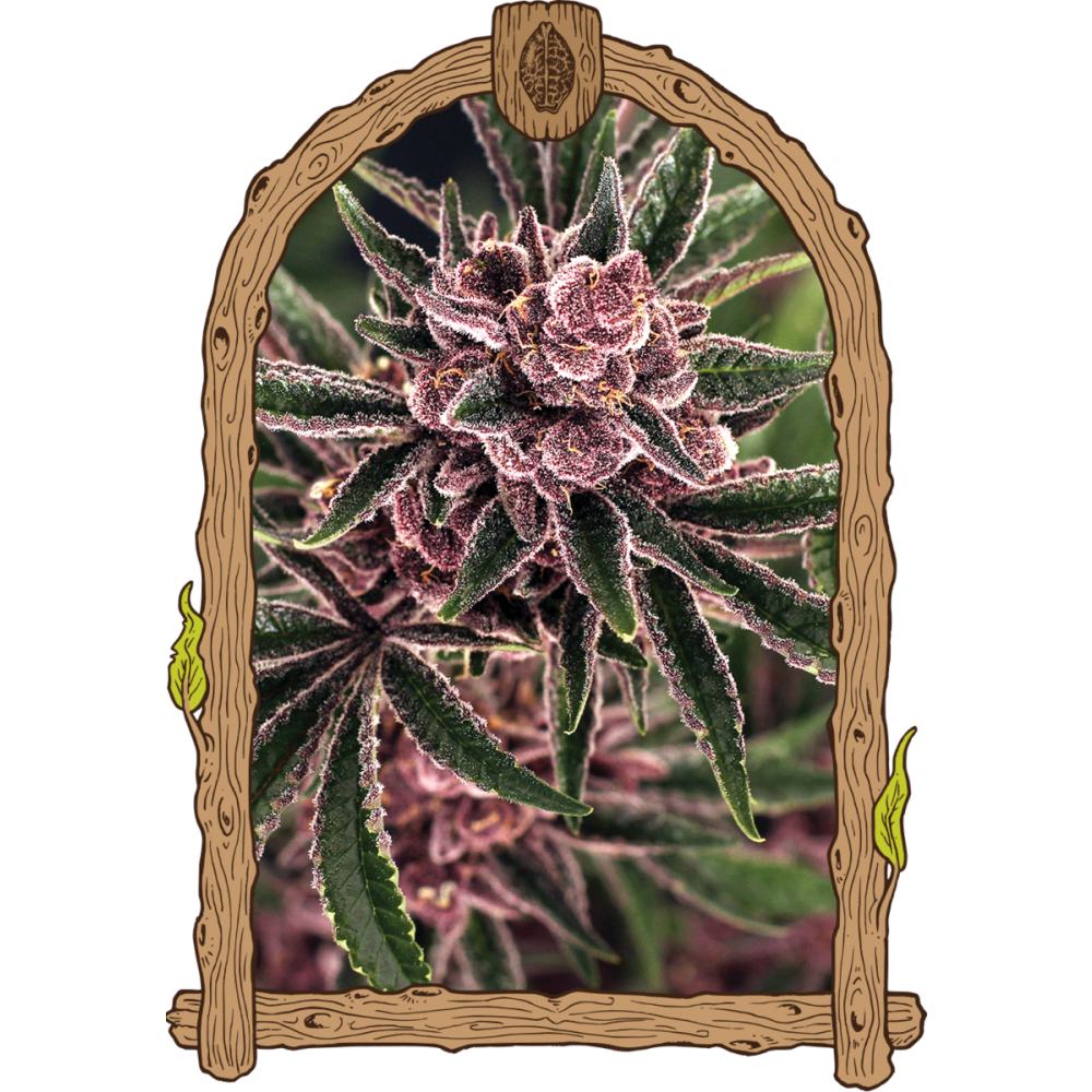 Exotic Seeds Tropical Fuel Feminisierte Hanfsamen