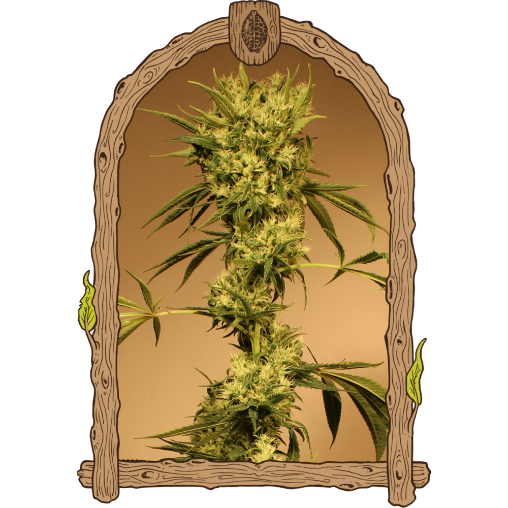 Exotic Seeds White Jewel Reguläre Hanfsamen