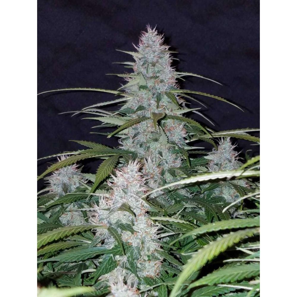 Fast Buds Californian Snow automatic Hanfsamen