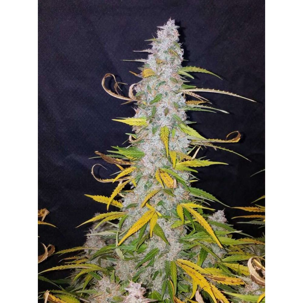Fast Buds Californian Snow automatic Hanfsamen
