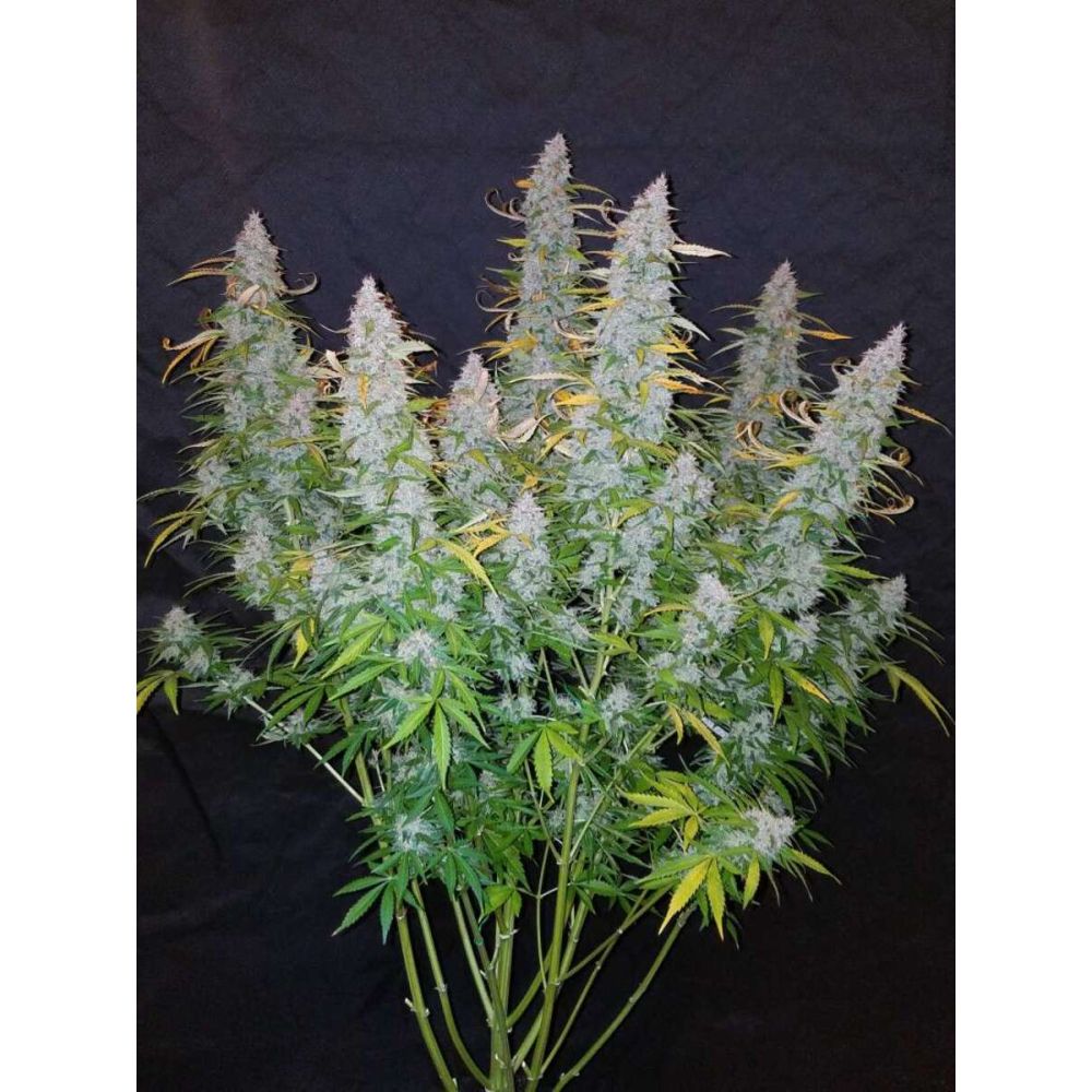 Fast Buds Californian Snow automatic Hanfsamen