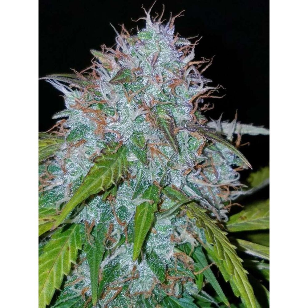 Fast Buds Californian Snow automatic Hanfsamenv