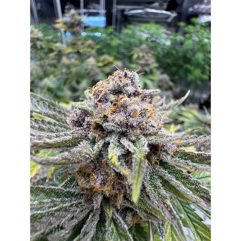 420 FastBuds Cherry Cola RF3 Automatic Hanfsamen
