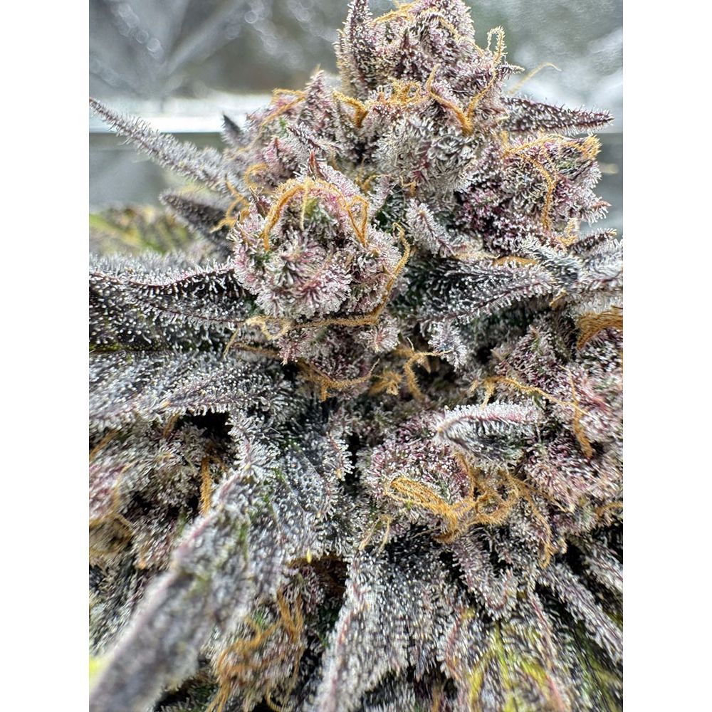 420 FastBuds Cherry Cola RF3 Automatic Hanfsamen