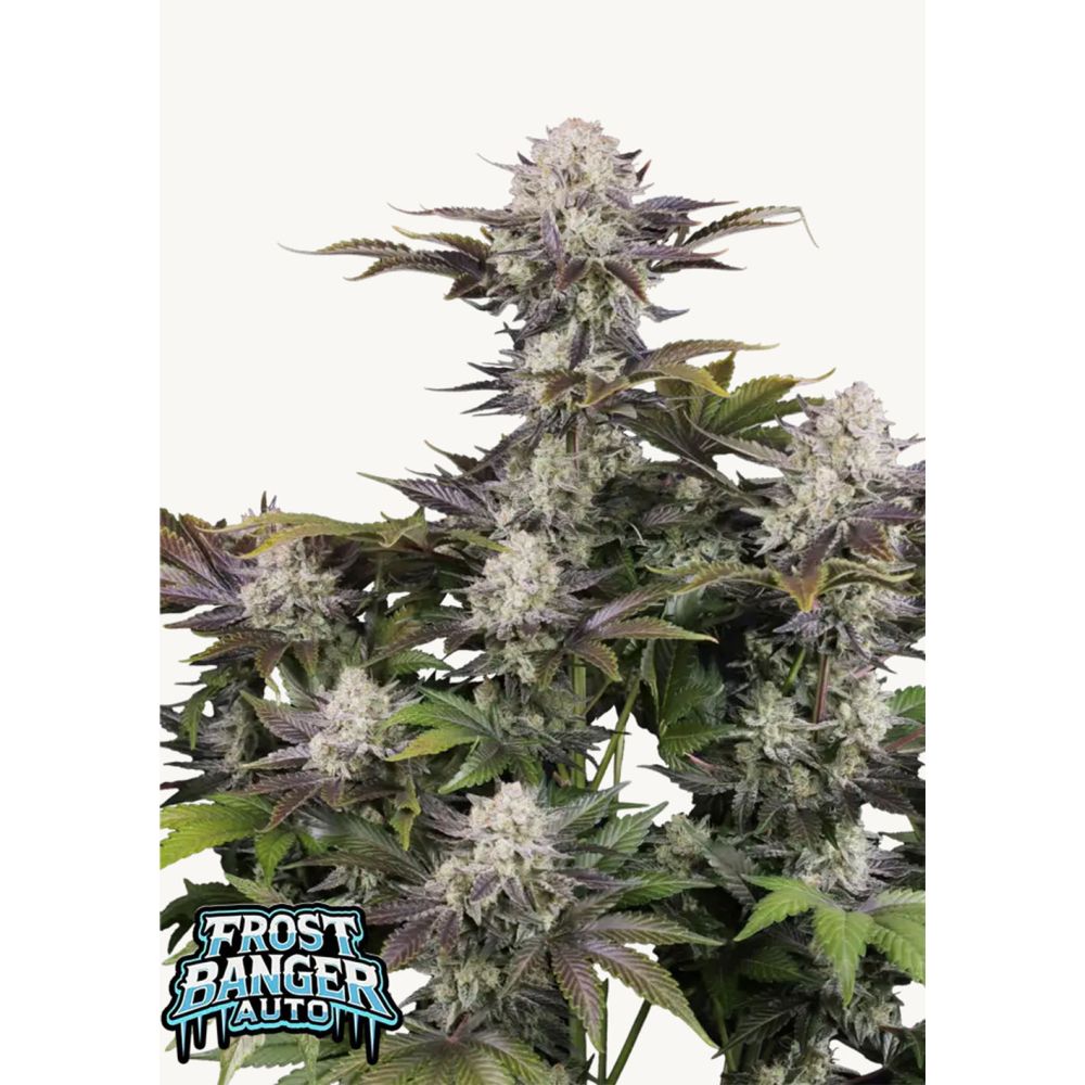420 FastBuds Frostbanger F4 Automatic Hanfsamen