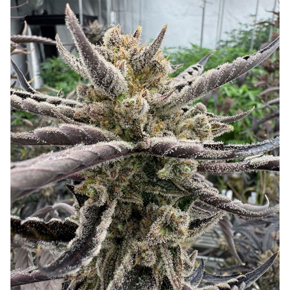 420 FastBuds Guava RF3 Automatic Hanfsamen