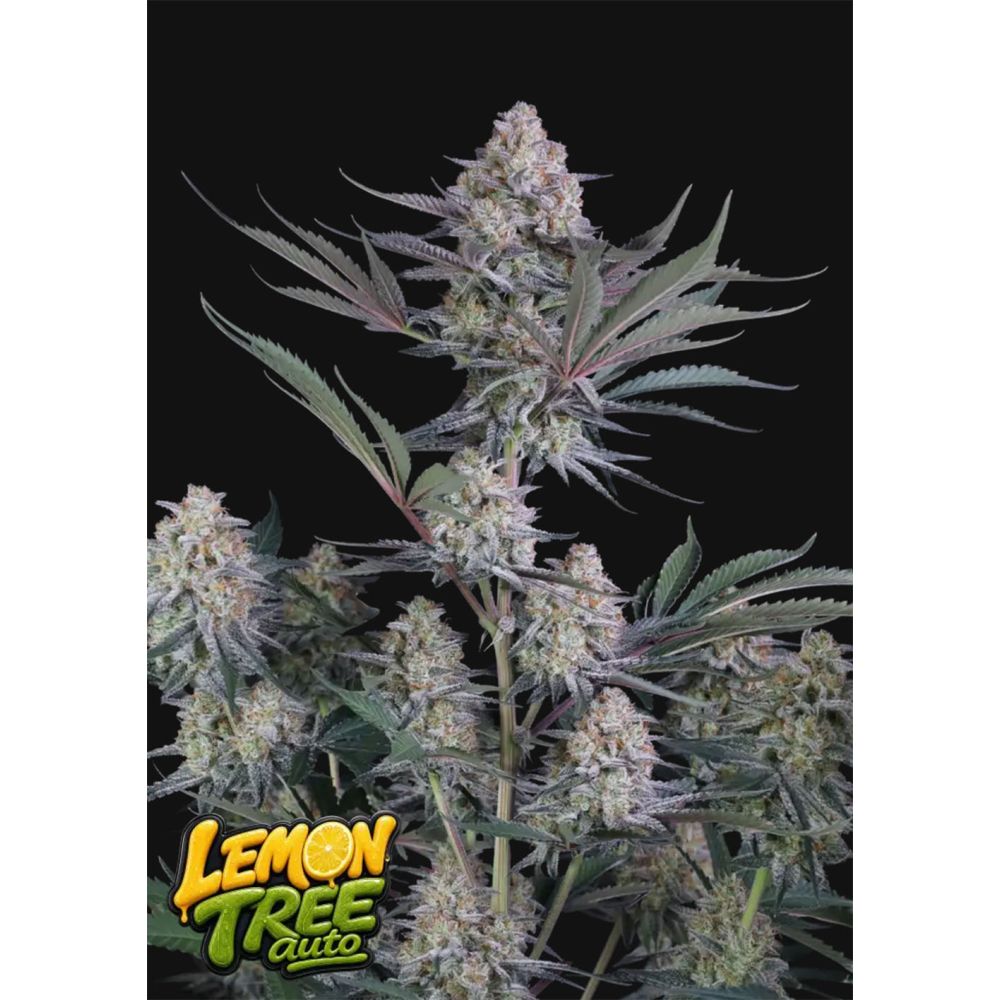 420 FastBuds Lemon Tree Automatic Hanfsamen