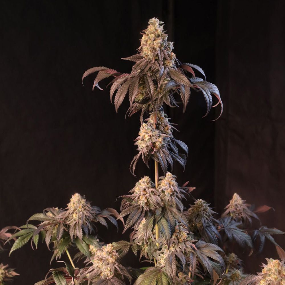 FastBuds Papayaton Feminisierte Hanfsamen Blüte