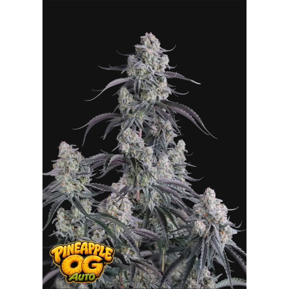 420 FastBuds Pineapple OG Automatic Hanfsamen