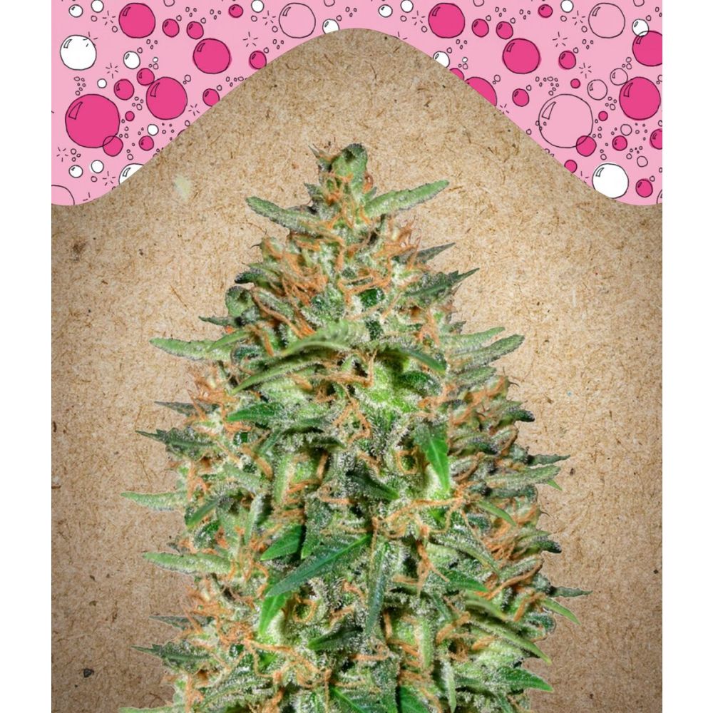 Female Seed Bubblegummer Feminisierte Hanfsamen