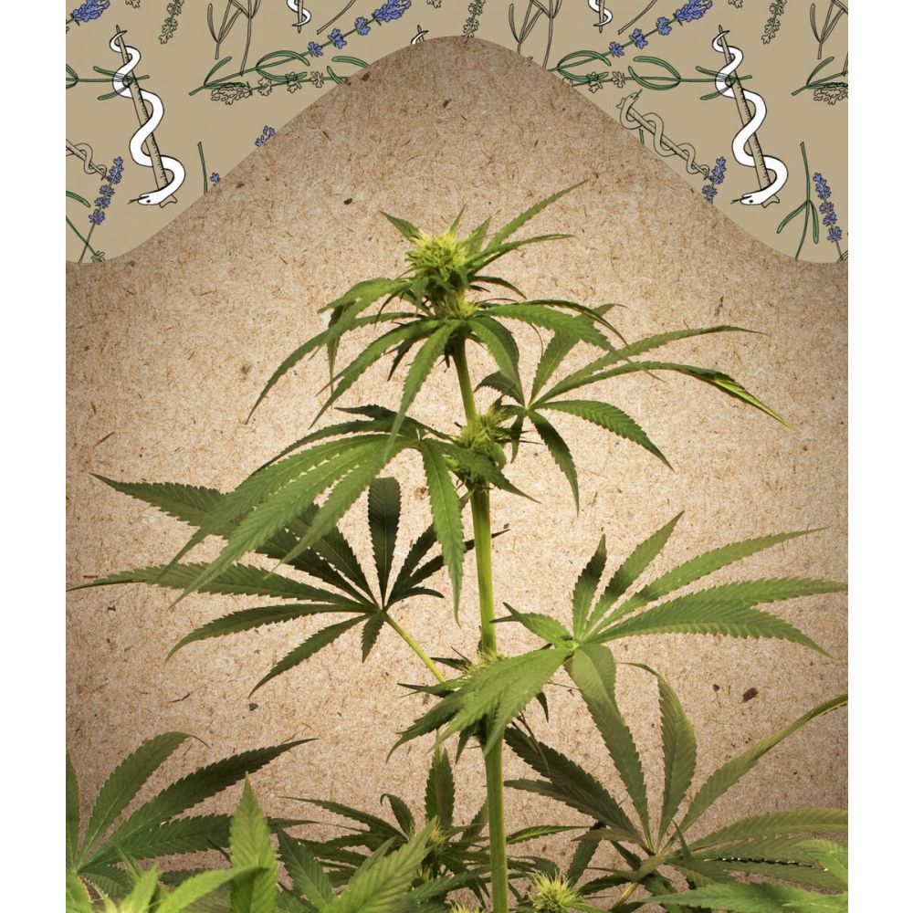 Female Seeds CBD Terra Italia Feminisierte Hanfsamen