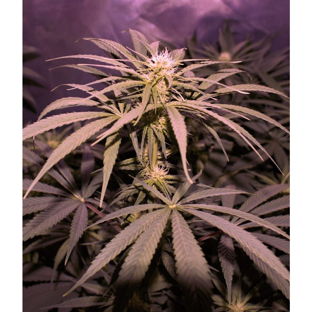 Female Seeds CBD Terra Italia Feminisierte Hanfsamen