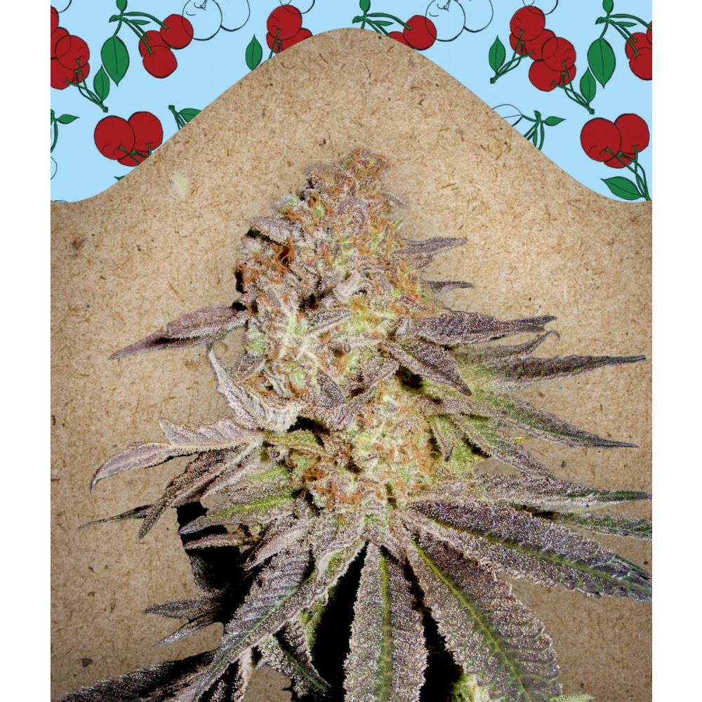 Female Seeds Cherry Pie feminisierte Hanfsamen