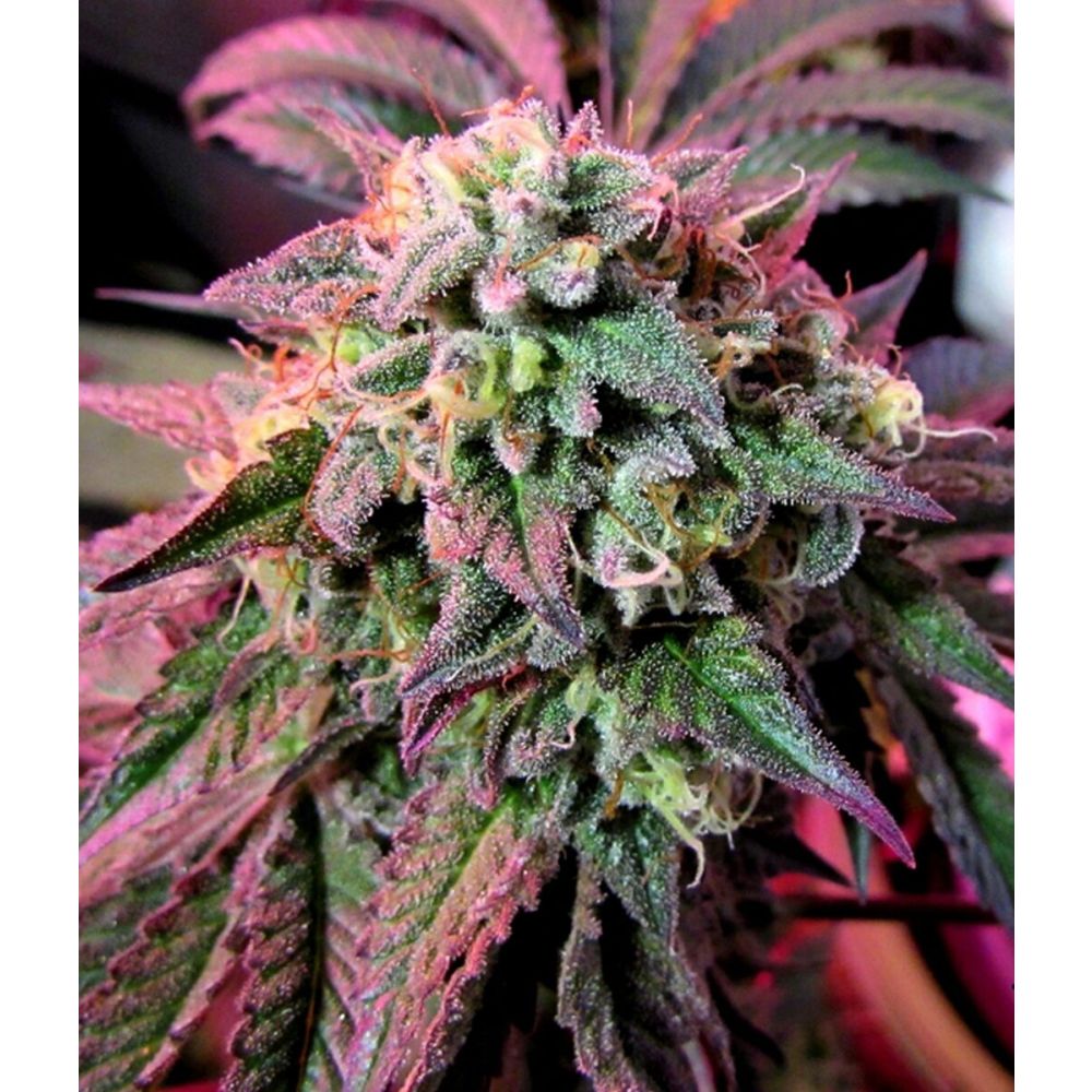 Female Seeds Cherry Pie feminisierte Hanfsamen