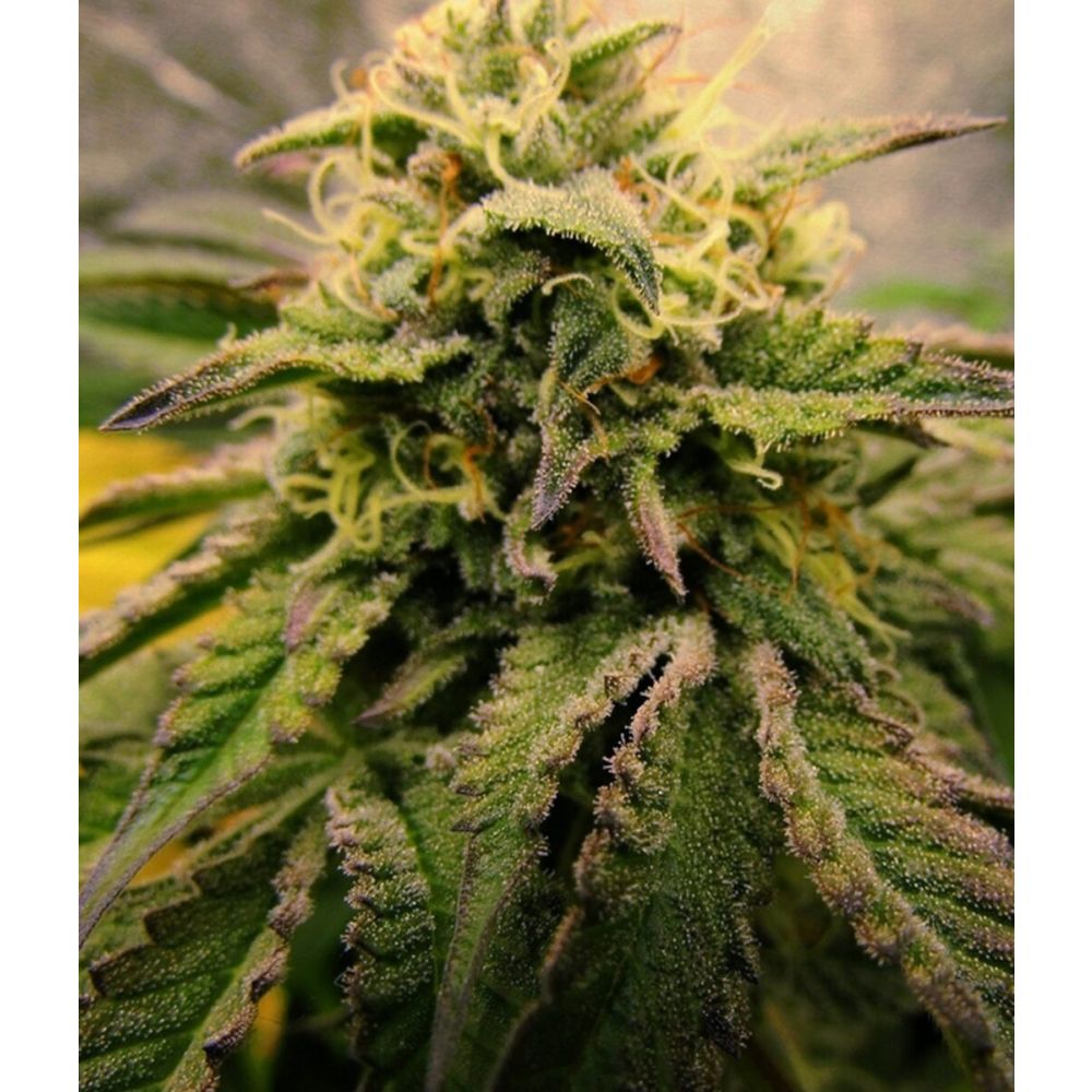 Female Seeds Cherry Pie feminisierte Hanfsamen