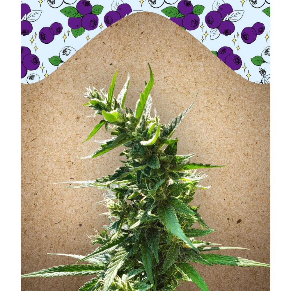 Female Seeds Dream Berry Feminisierte Hanfsamen