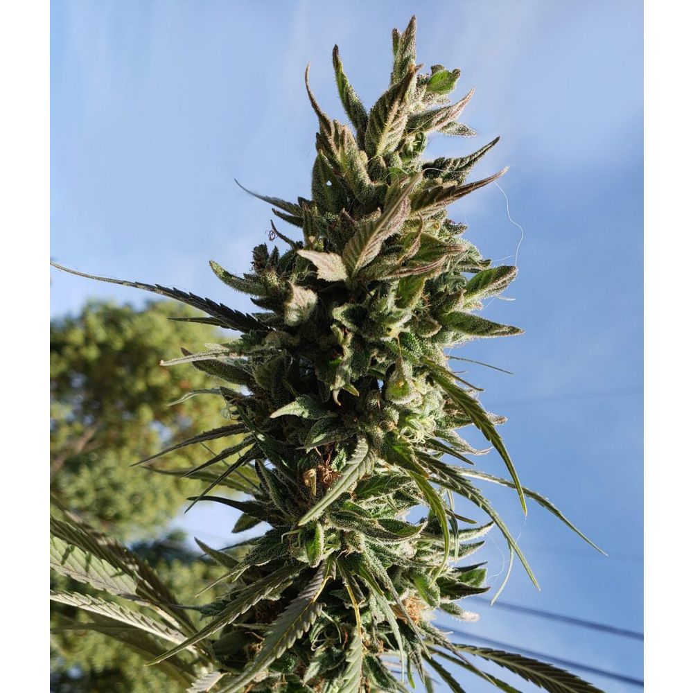 Female Seeds Dream Berry Feminisierte Hanfsamen
