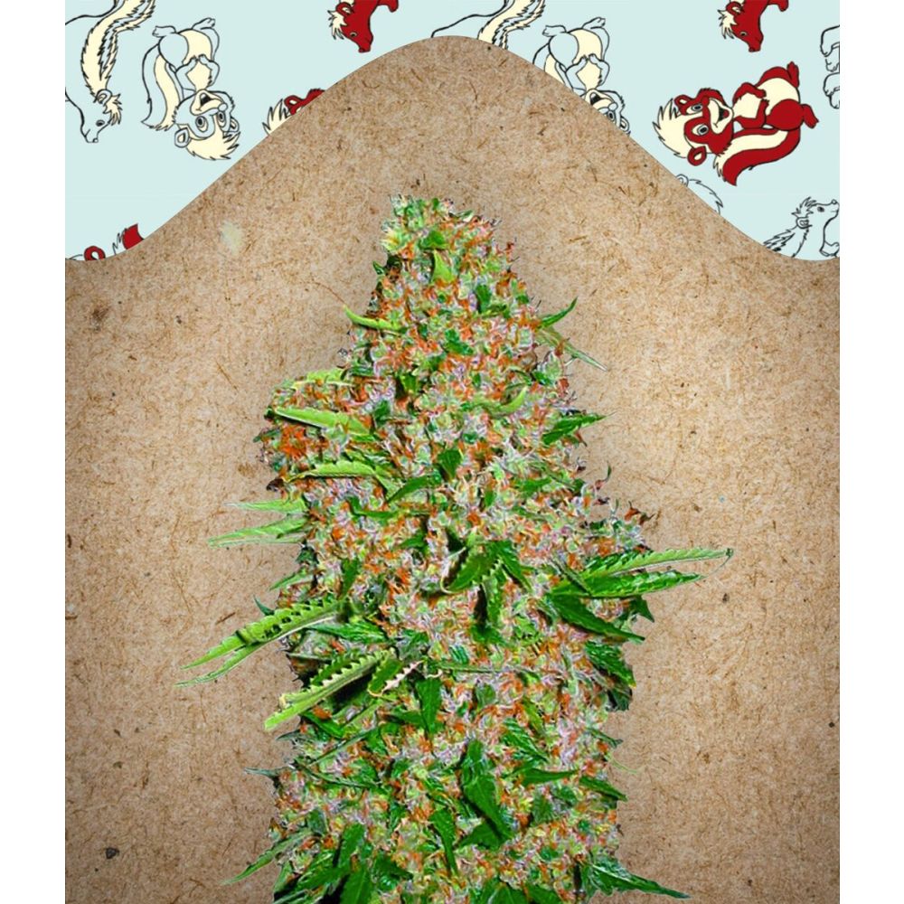 Female Seeds Skunk Special Feminisierte Hanfsamen