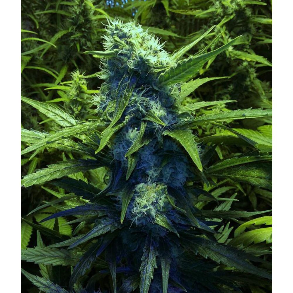 Female Seeds Skunk Special Feminisierte Hanfsamen