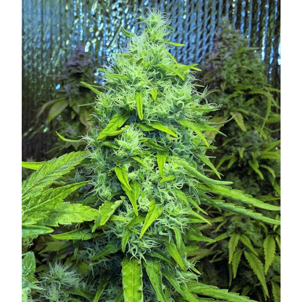 Female Seeds Skunk Special Feminisierte Hanfsamen