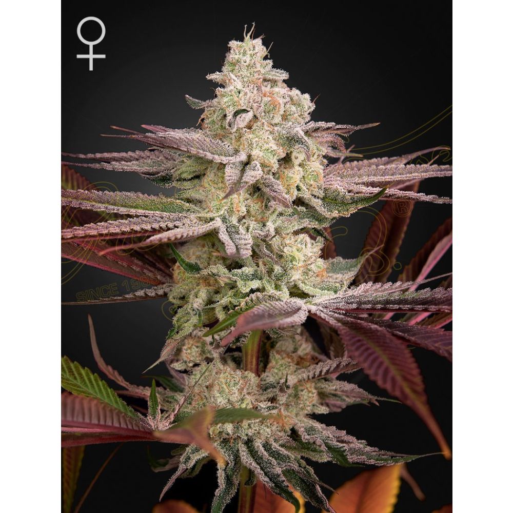 Greenhouse Seeds Chemical Bride feminisierte Hanfsamen