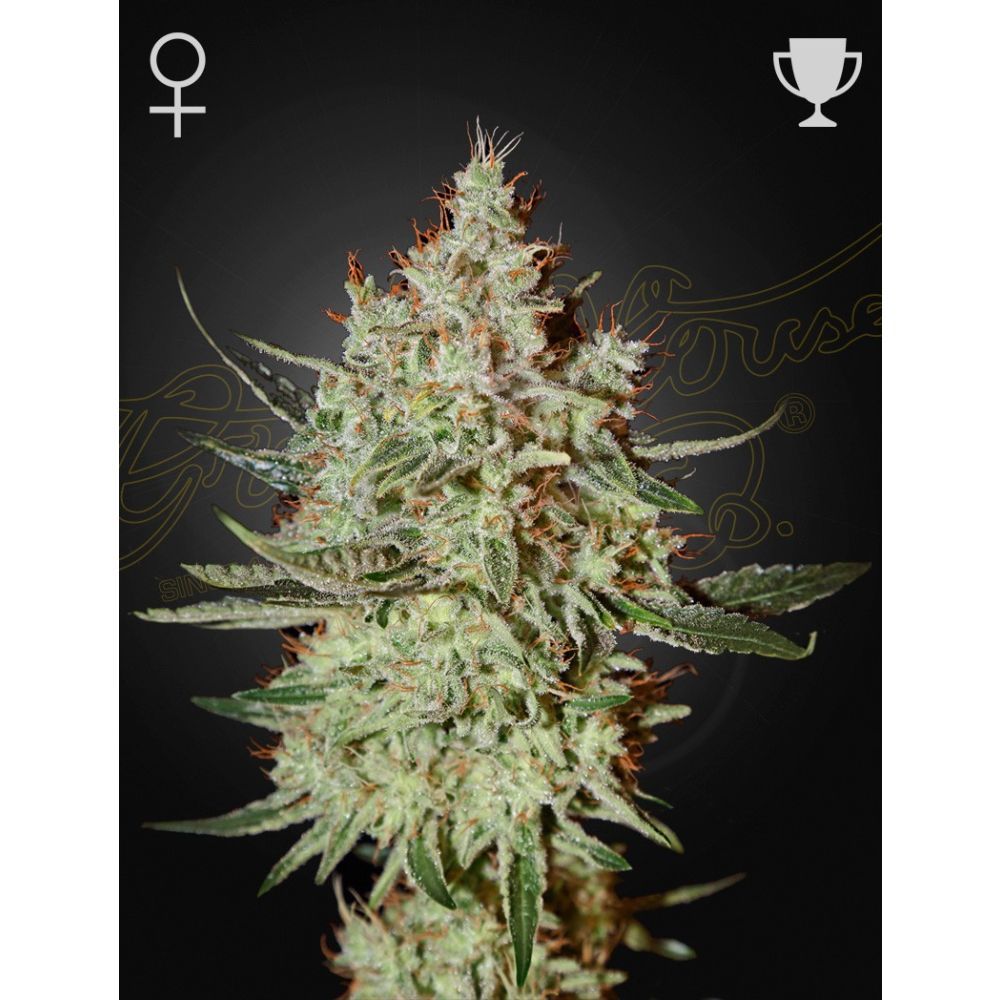 Greenhouse Seeds GH Cheese feminisierte Hanfsamen