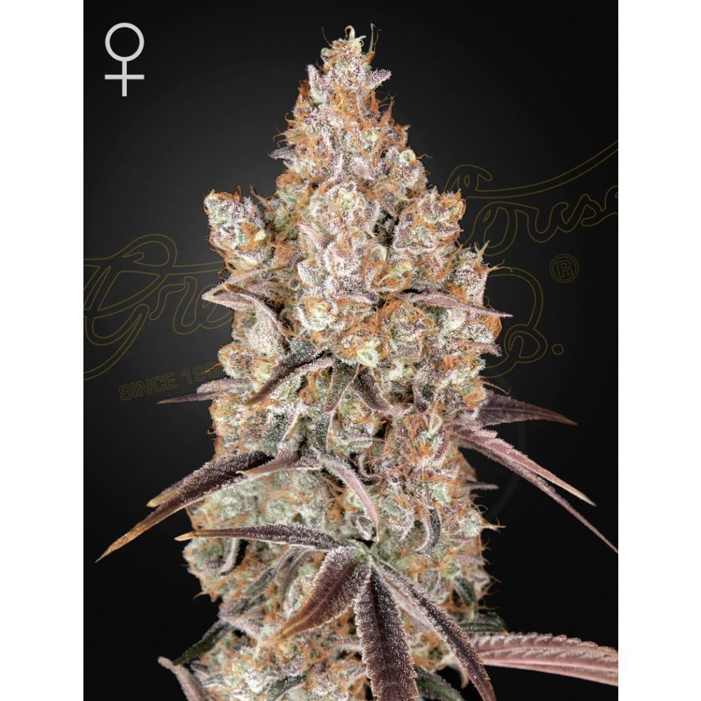 Greenhouse Seeds Holy Snow feminisierte Hanfsamen