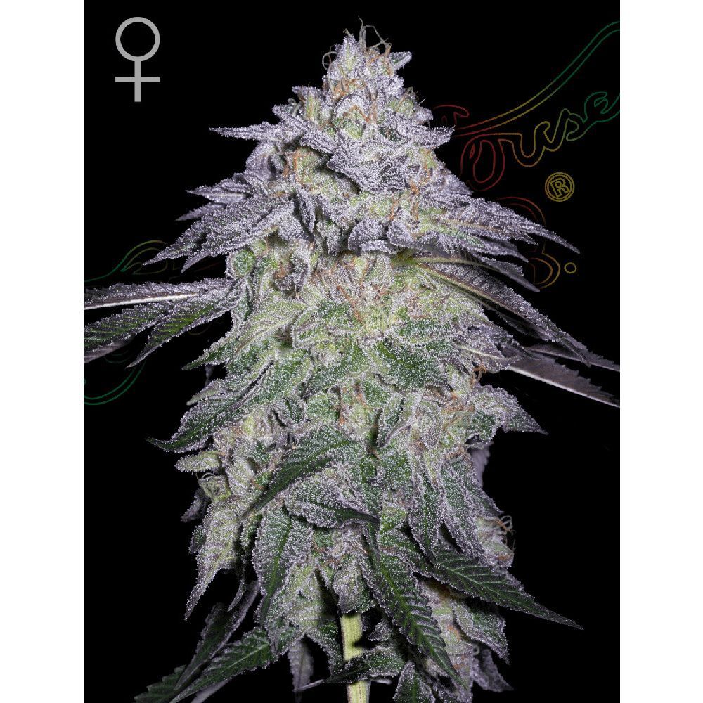 Green House Seeds Nori Cake Feminisierte Hanfsamen Cannabisblüte