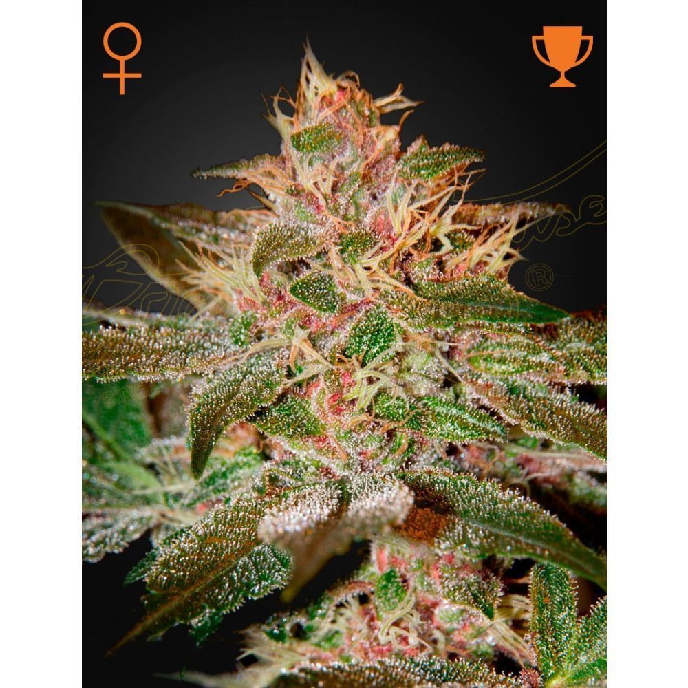 Greenhouse Seeds Pure Kush feminisierte Hanfsamen