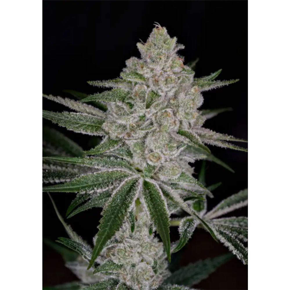 Greenhouse Seeds Shishka Lemonade Feminisierte Hanfsamen Blüte