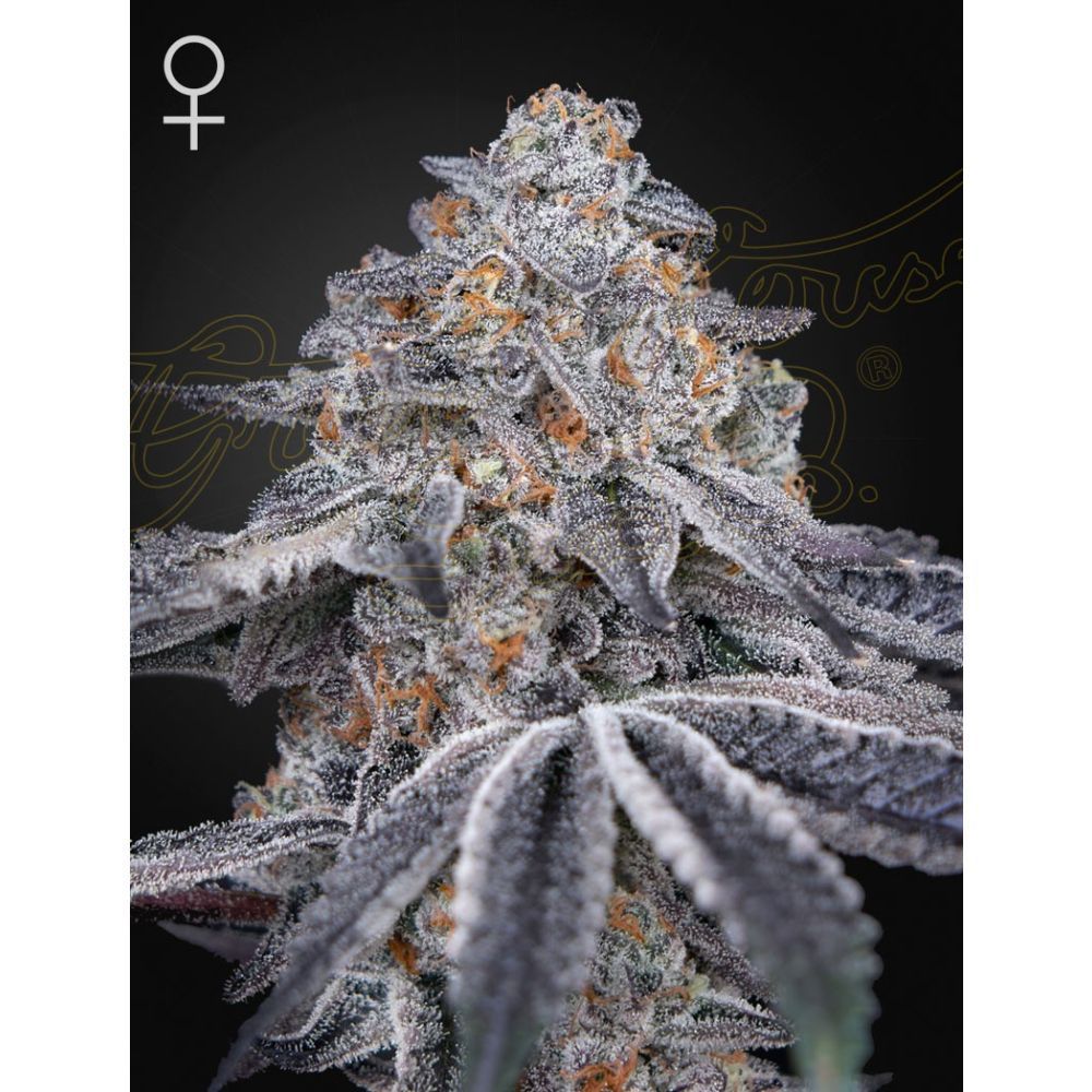 Greenhouse Seeds Velvet Moon feminisierte Hanfsamen
