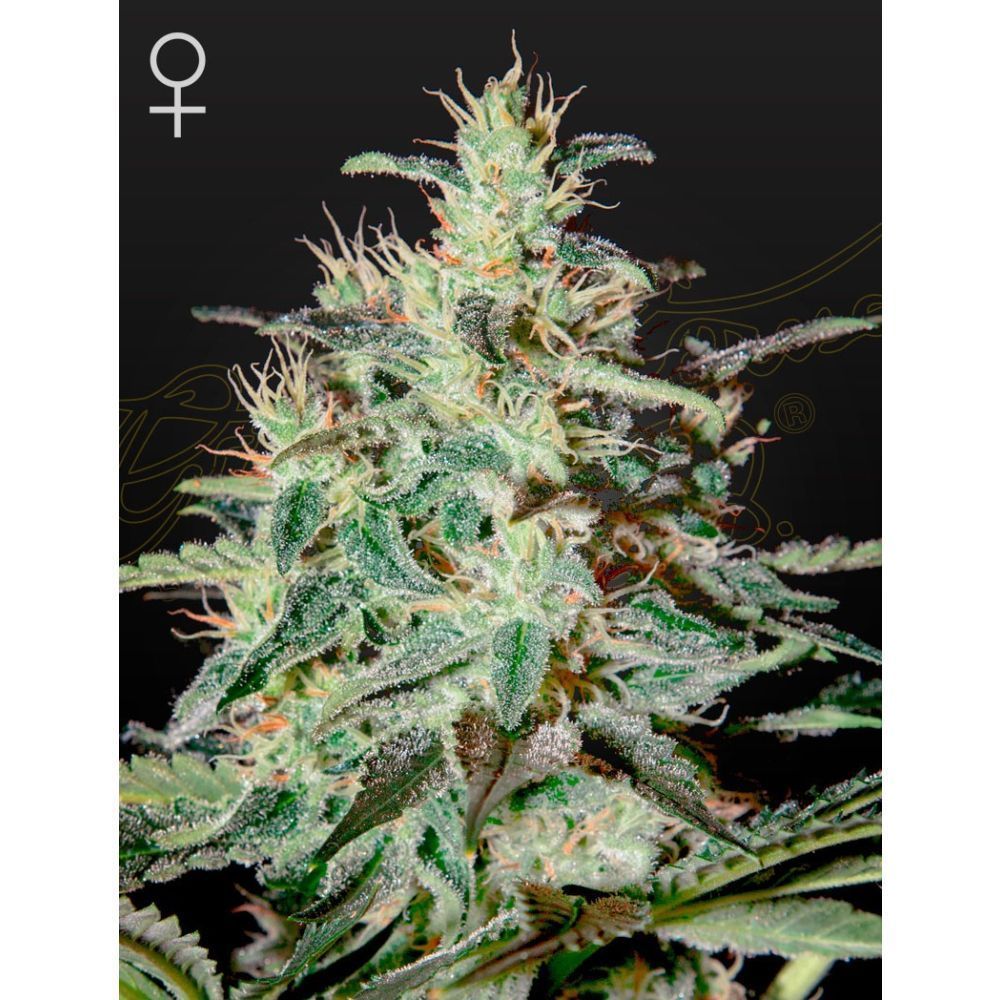 Greenhouse Seeds Damnesia feminisierte Hanfsamen
