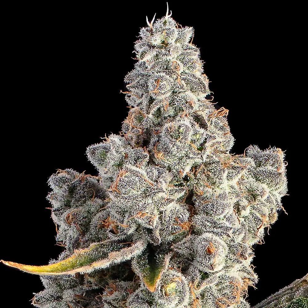 Happy Valley Genetics Overtime Feminisierte Hanfsamen Cannabisblüte