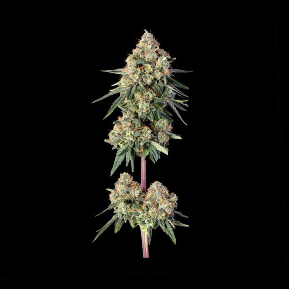 Happy Valley Genetics Permanent Haze Feminisierte Hanfsamen Blüte